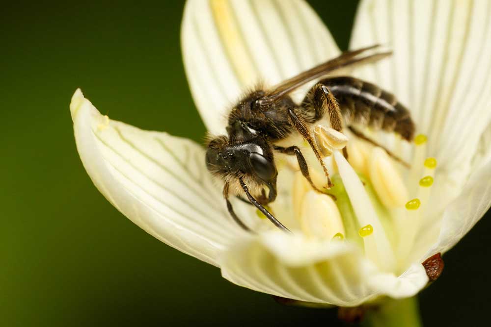 Parnassia-miner-bee-(Andrena-parnassiae)-Status-Threatened.jpg