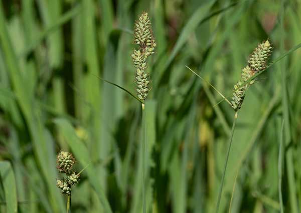 Bog-sedge-(Carex-exilis)-Status-Threatened.jpg