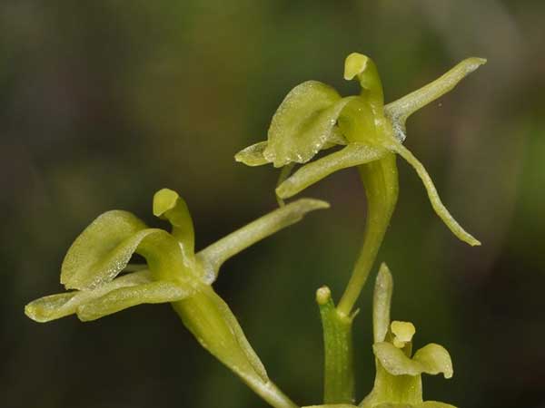 Loesel’s-wide-lipped-orchid-(Liparis-loeselii).jpg