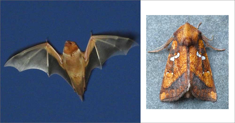 Eastern-red-bat-(Lasiurus-borealis)-Status.jpg