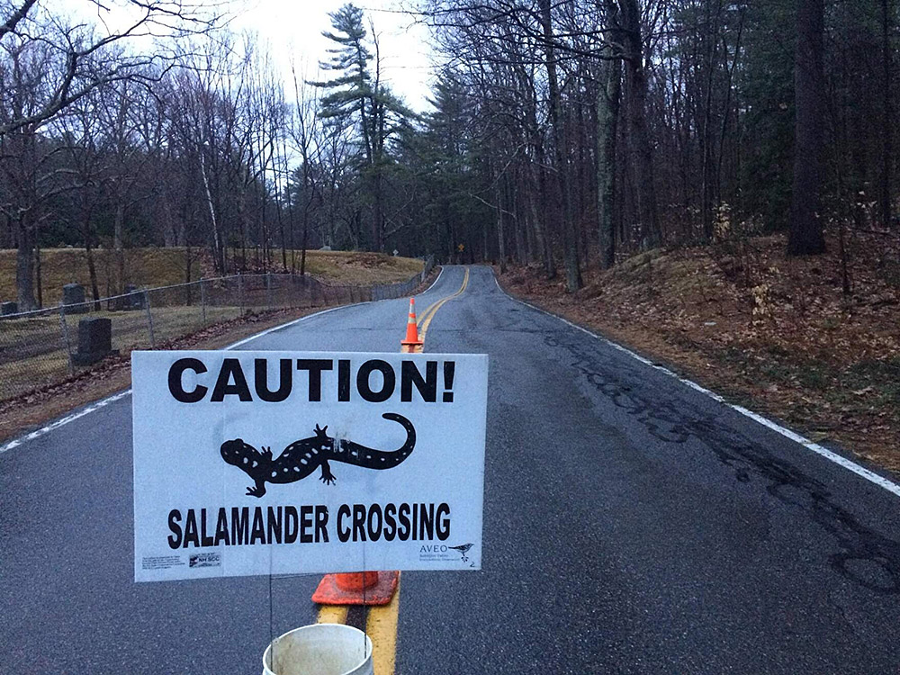 salamandercrossing.jpg