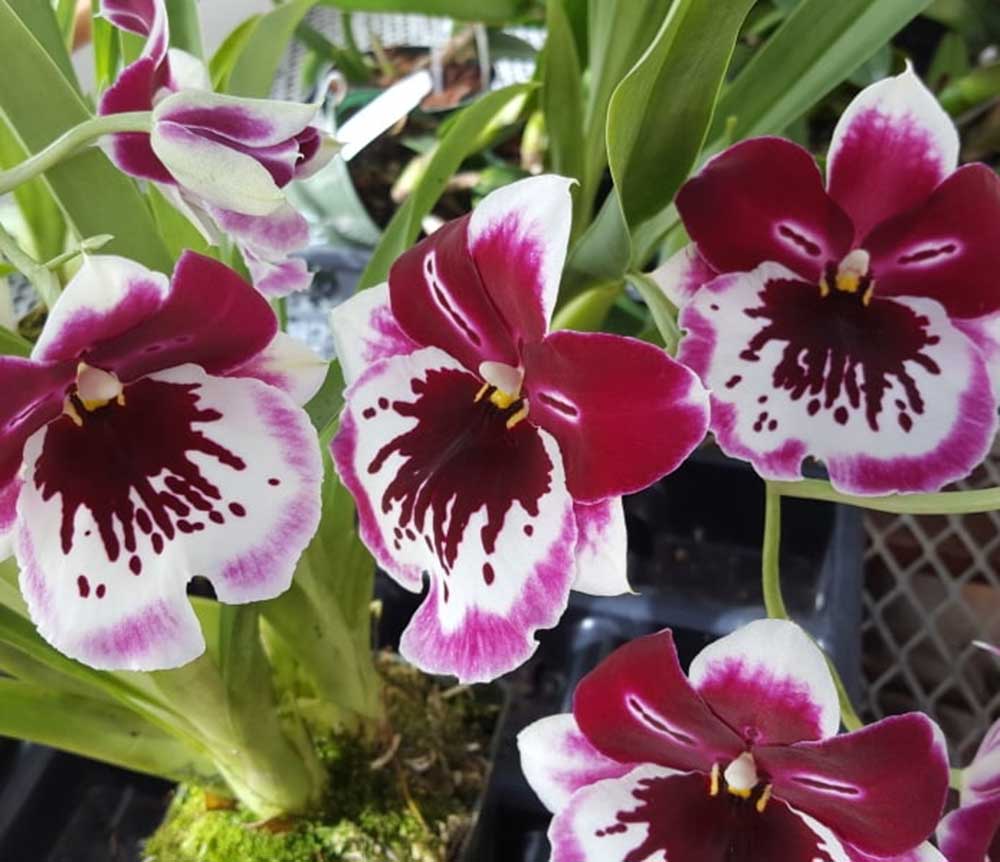 Spring-Orchid-Sale.jpg