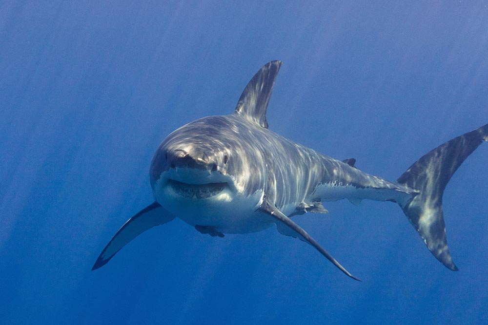 great-white-shark-in-the-water-2025-02-09-01-34-55-utc.jpg