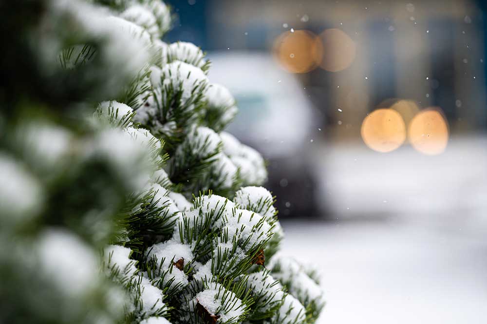 snow-covered-fir-tree-branches-outdoors-winter-na-2025-03-15-15-27-53-utc.jpg
