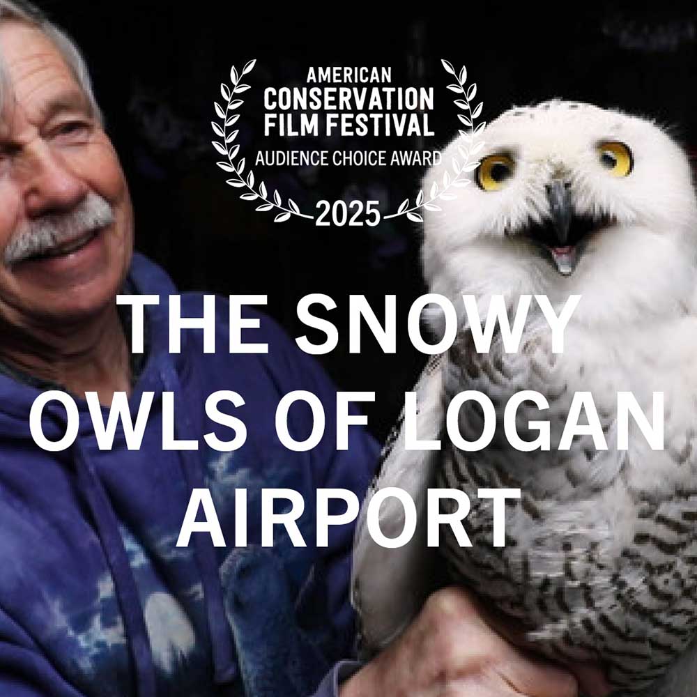 The-Snowy-Owls-of-Logan-Airport2.jpg