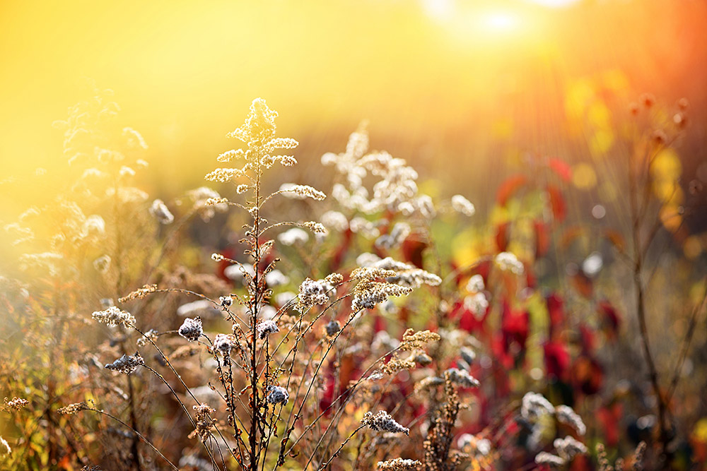 goldenrod-solidago-canadensis-with-dry-seeds-in-2025-03-09-22-49-15-utc.jpg
