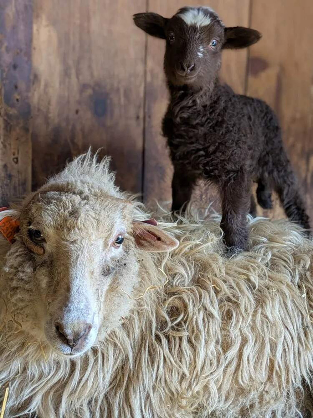 rhode_sheep2.jpg