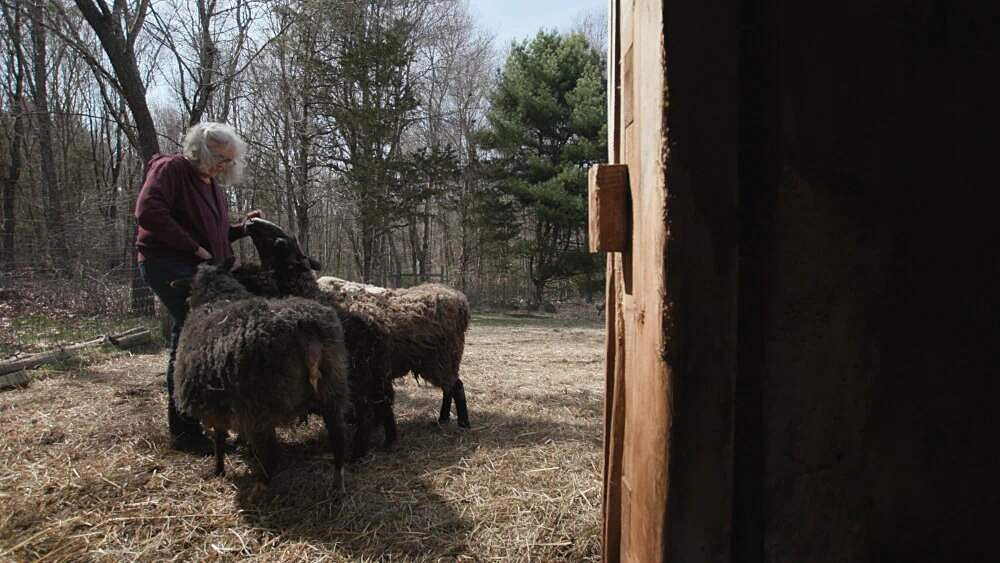 rhode_sheep5.jpg