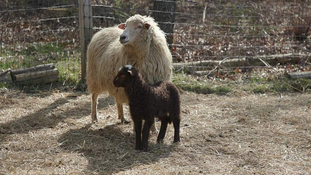 rhode_sheep3.jpg
