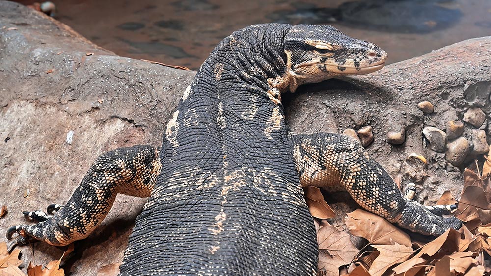 view-of-a-large-varanid-lizard-on-rocks-2025-02-17-15-58-46-utc.jpg