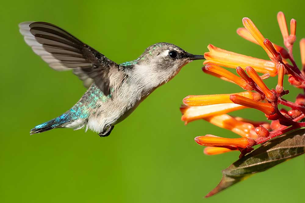 closeup-of-a-hummingbird-collecting-nectar-from-an-2025-02-02-20-28-59-utc.jpg