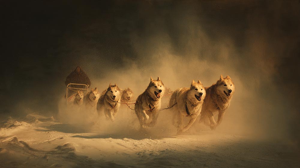 cinematic-close-up-of-a-powerful-sled-dog-team-in--(1).jpg