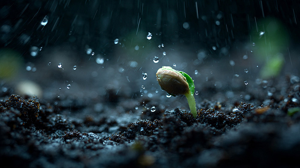 cinematic-macro-close-up-of-a-germinating-seed-in-.jpg