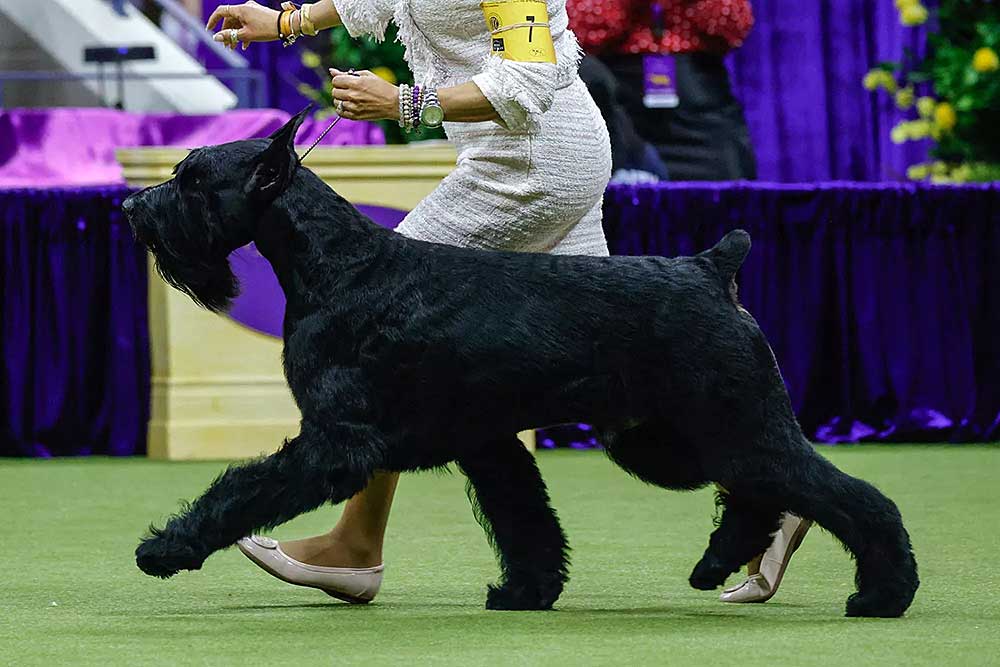 westminster-dog-show-20250211_8.jpg