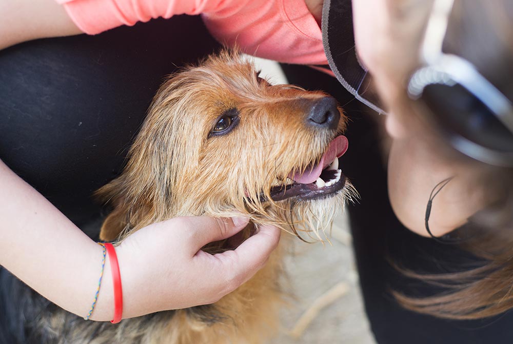 female-hand-patting-smiling-brown-dog-head-2025-10-04-02-05-17-utc.jpg
