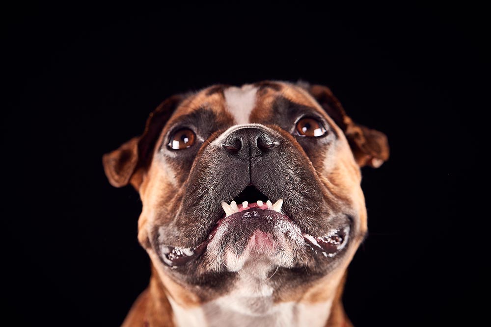 studio-portrait-of-bulldog-puppy-against-black-bac-2024-10-19-11-34-07-utc.jpg