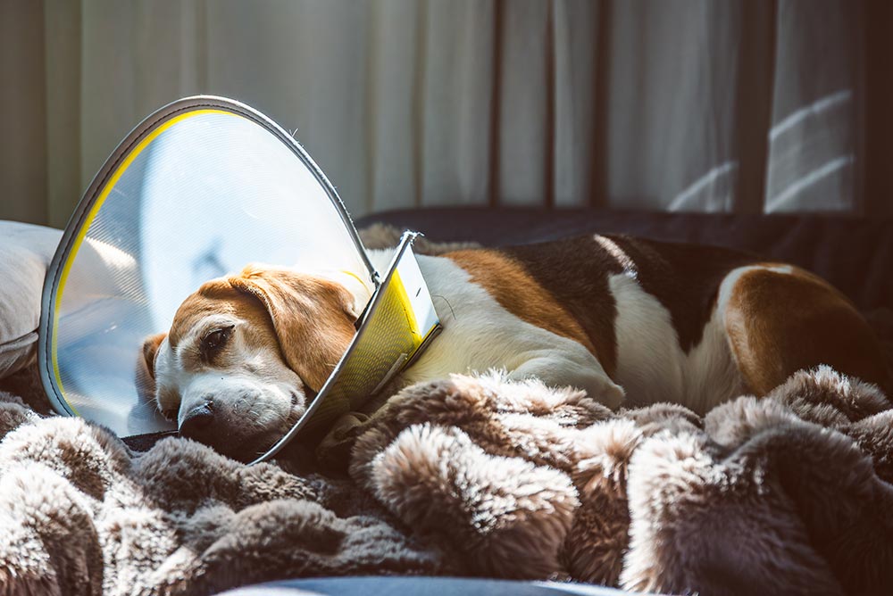 dog-resting-with-elizabethan-collar-on-fluffy-blan-2026-03-25-22-41-43-utc.jpg