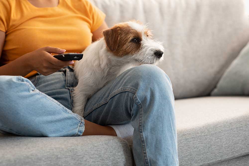 sweet-jack-russel-dog-watching-tv-with-its-female-2023-11-27-05-07-58-utc.jpg