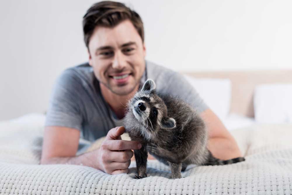 selective-focus-of-funny-raccoon-on-bedding-with-c-2024-11-09-03-50-00-utc.jpg
