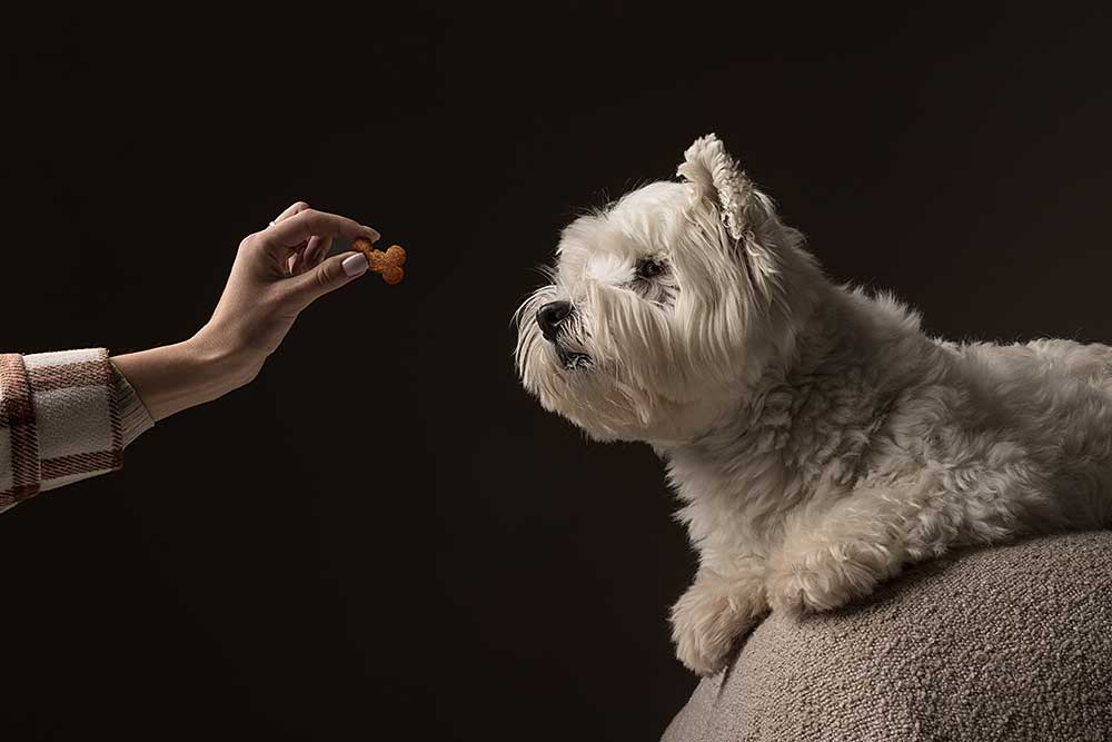 white-dog-west-highland-white-terrier-eats-food-fr-2024-02-01-14-44-43-utc.jpg