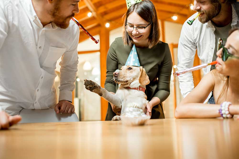 friends-celebrating-dog-39-s-birthday-2023-11-27-05-16-49-utc.jpg